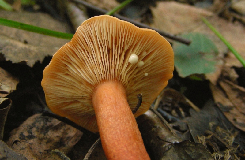 Lactarius decipiens?